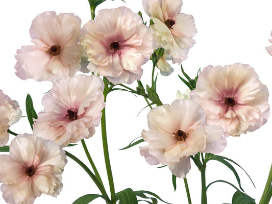 Butterfly Ranunculus Light Pink, 10 stems