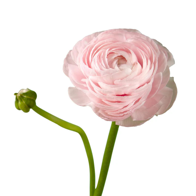 Ranunculus, 10 stems - Choose Your Color