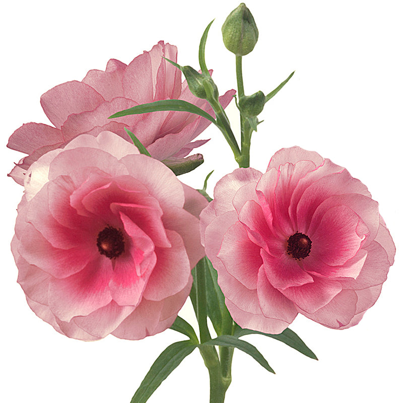 Butterfly Ranunculus Medium Pink, 10 stems