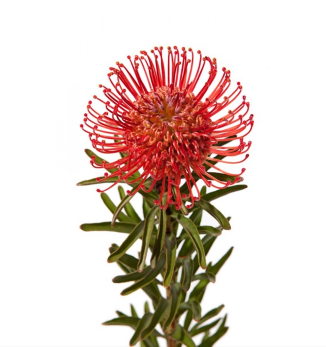 Protea Pincushion, 5 stems - Choose Your Color