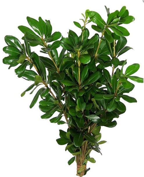 Green Pittosporum, bunch
