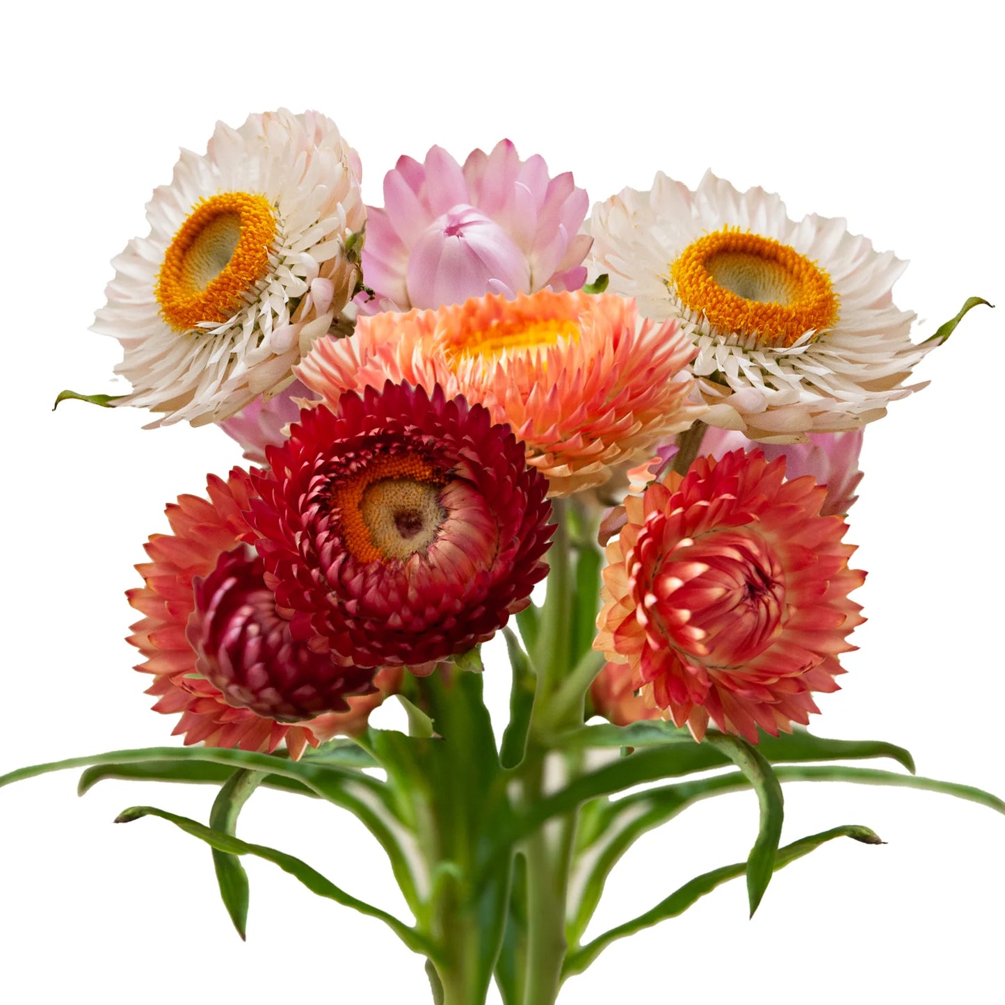 Strawflower 10 stems - Choose Your Color