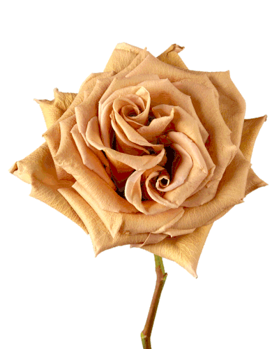 Toffee Roses, 25 stems - Specialty