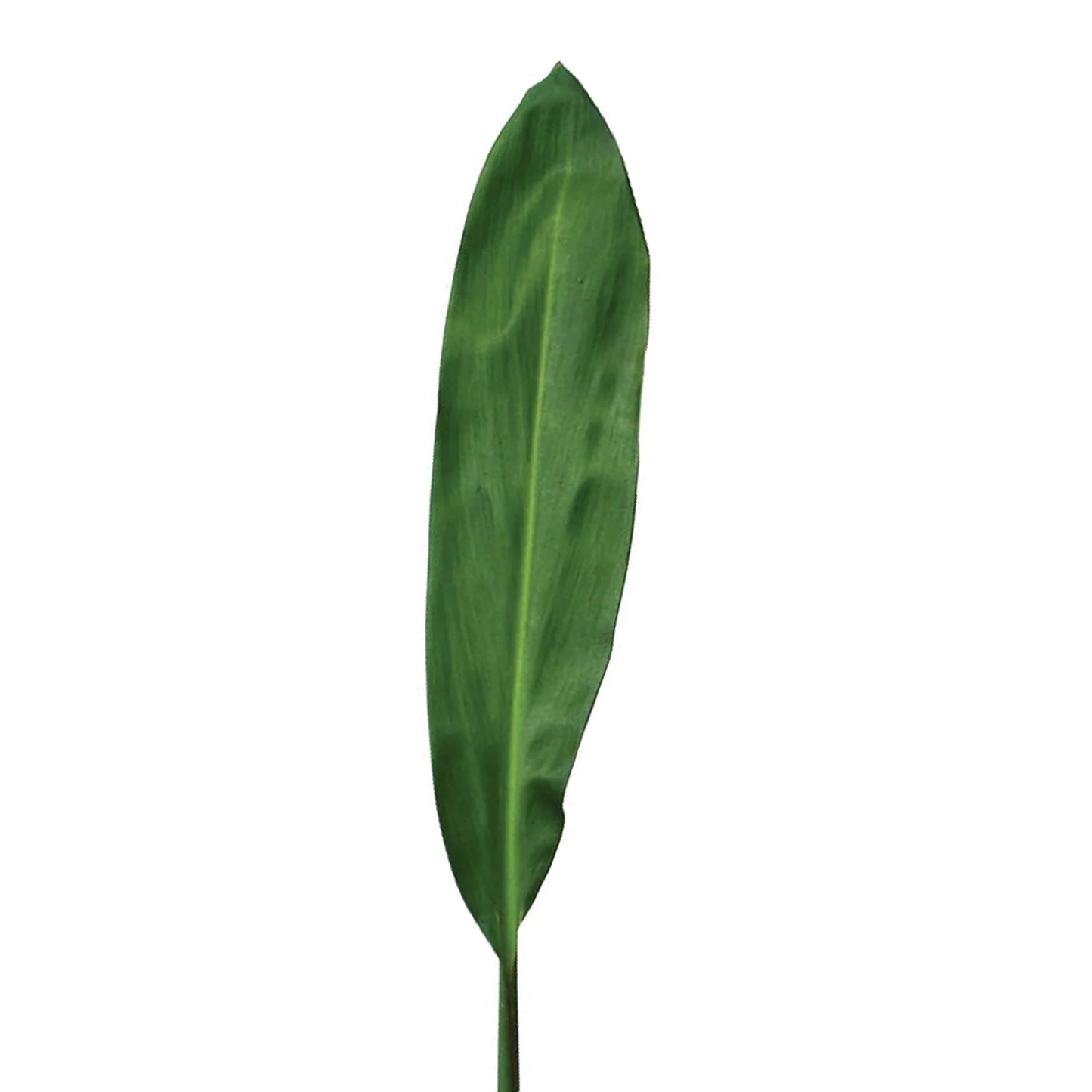 Ti Leaves, 10 stems - Choose Your Color