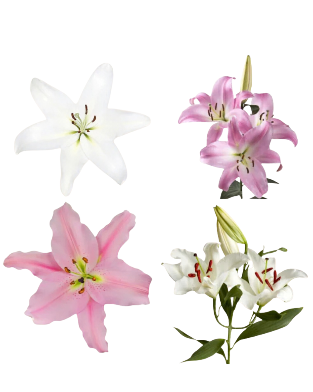 Lilies, Oriental, 5 stems, 2+ Blooms - Choose Your Color