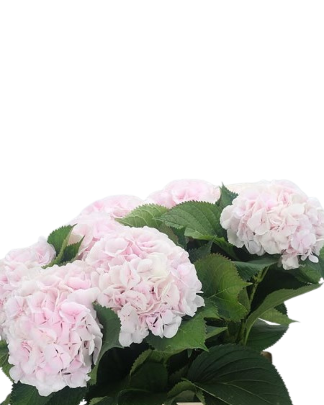 Hydrangea Locally Grown Light Pink, 5 stems