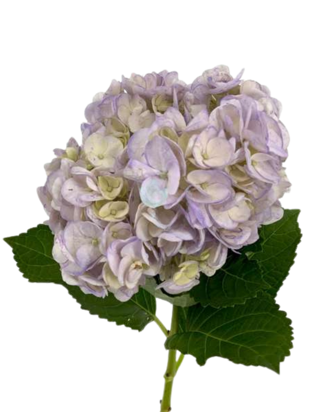 Hydrangea, White, Light Pink, Blue, Peach, Lavender - 5 stems