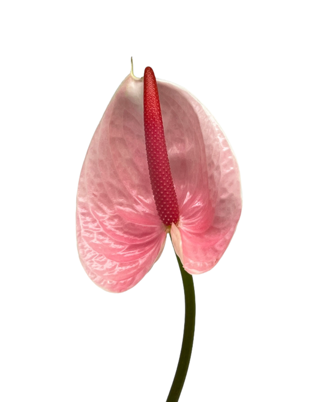 Anthurium Pink Medium, 5 stems