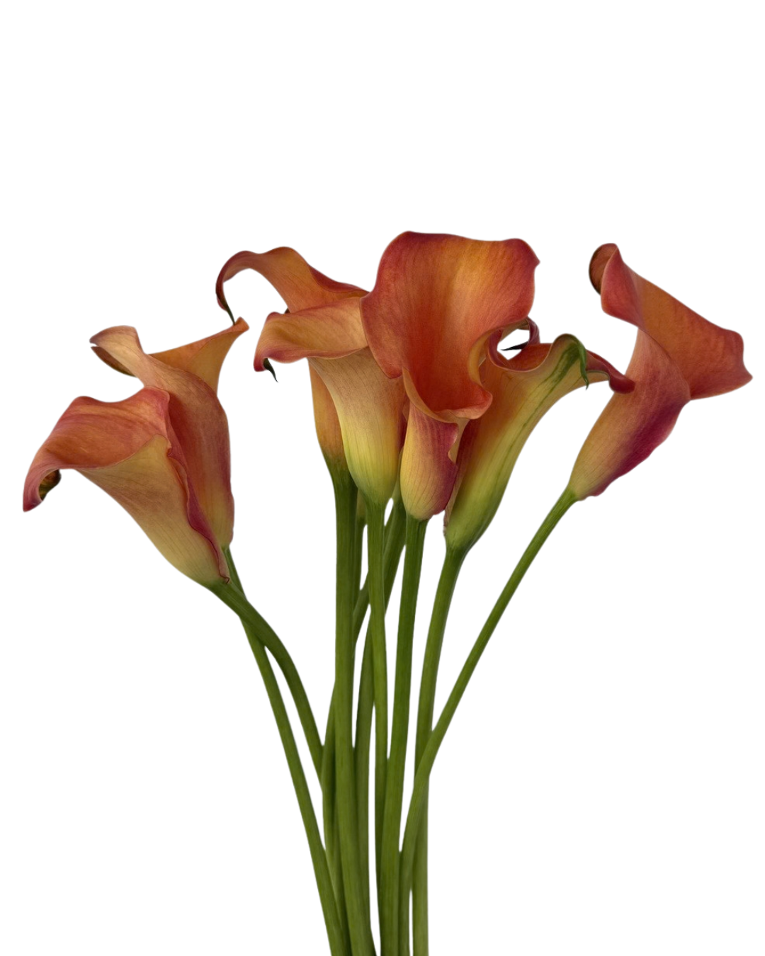 Calla Lily Mini Orange, 10 stems