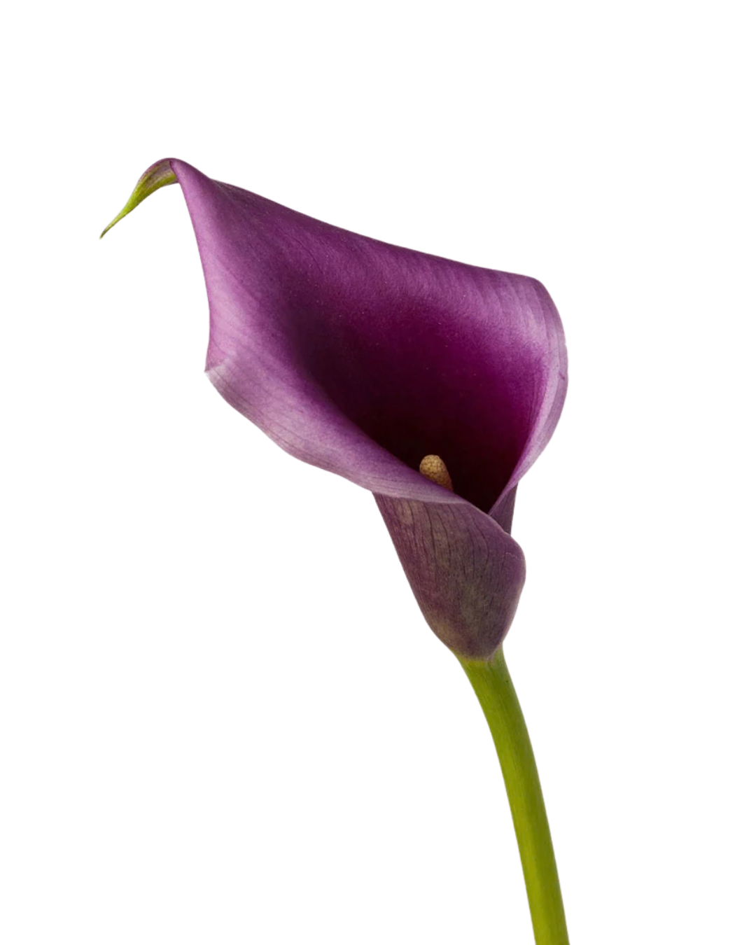 Calla Lily Mini Purple, 10 stems