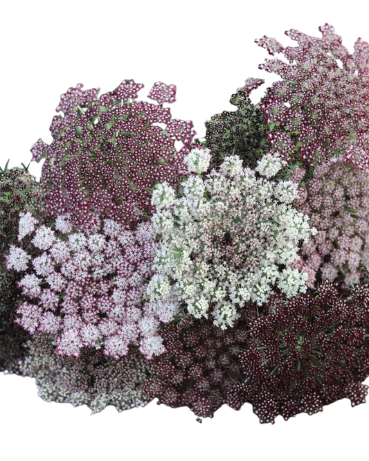 Chocolate Lace, 10 stems