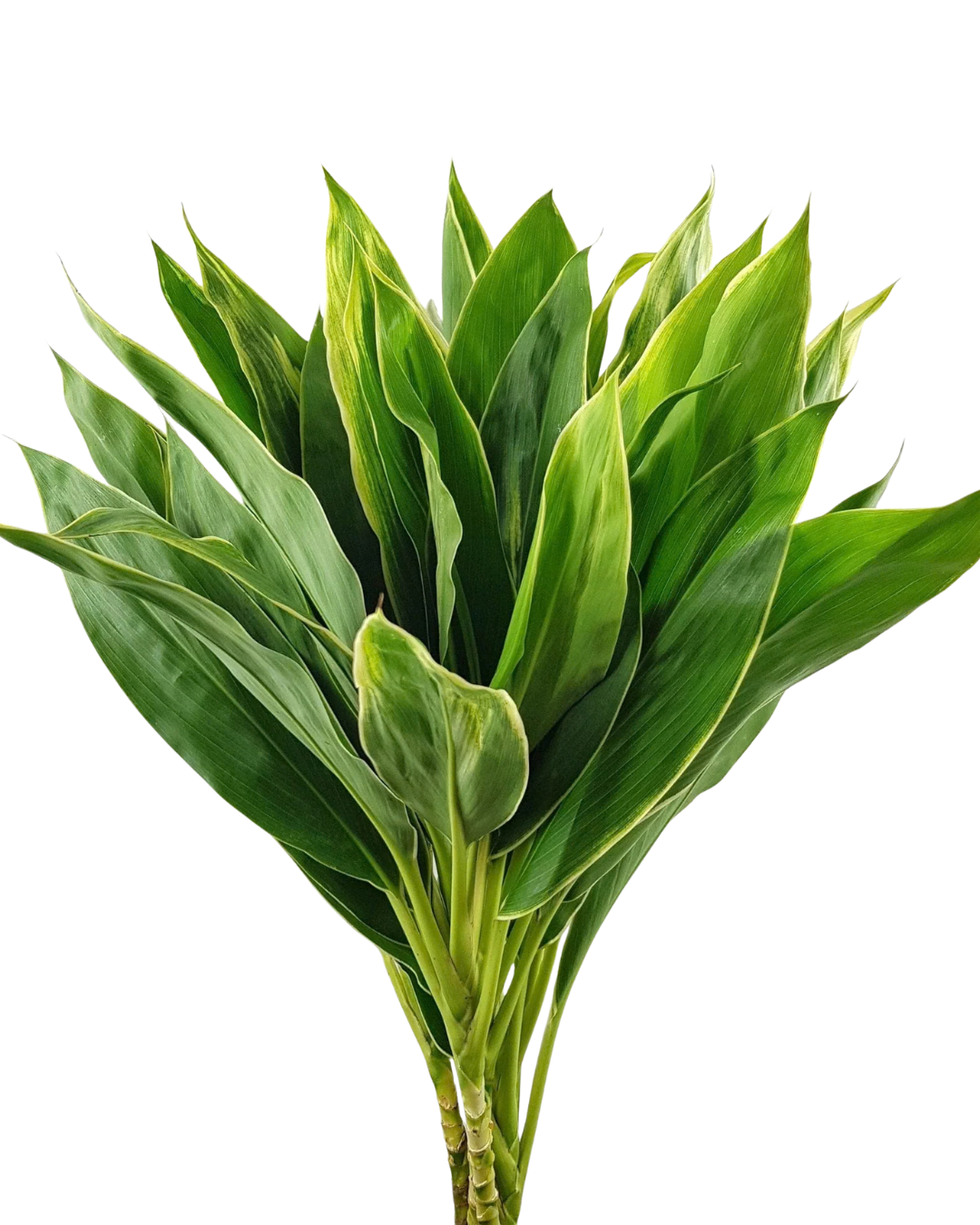 Cordyline Tips Green, 10 stems