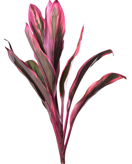 Cordyline Tips Red, 10 stems