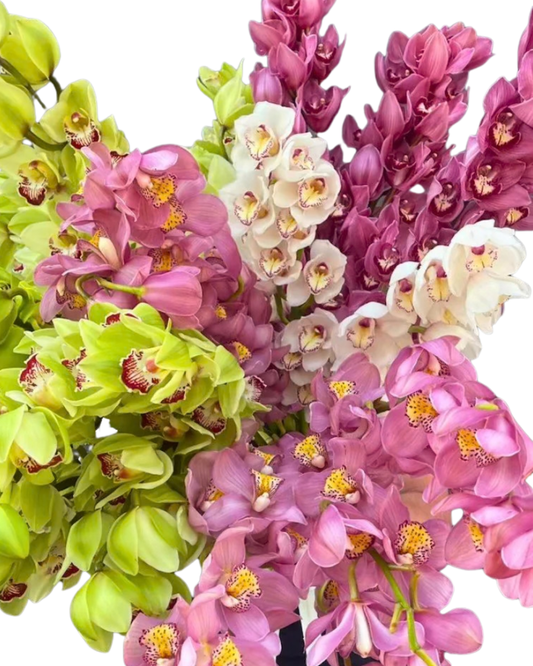 Cymbidium Orchid Large, Single Stem - Choose Your Color