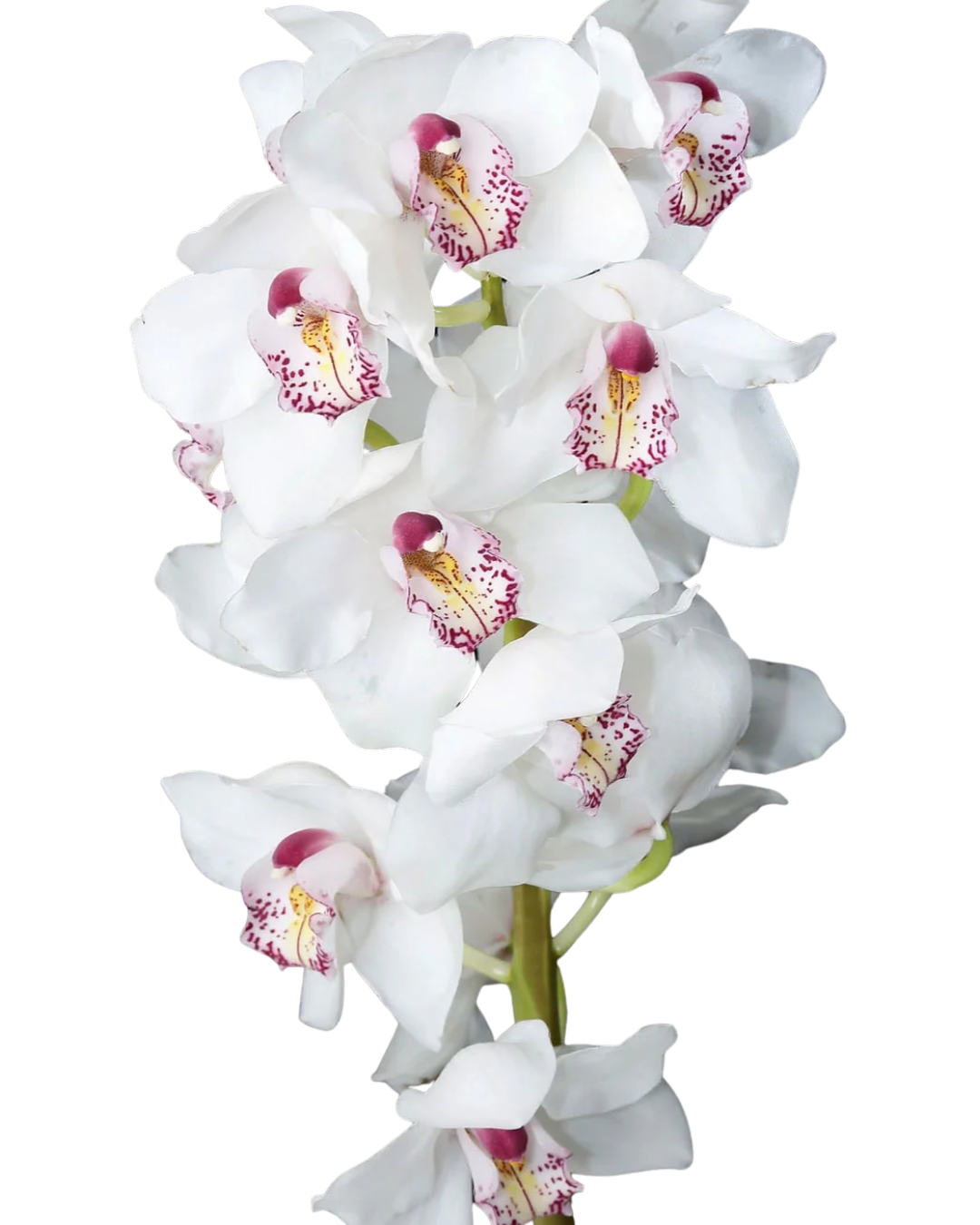 Cymbidium Orchid Large, Single Stem - Choose Your Color