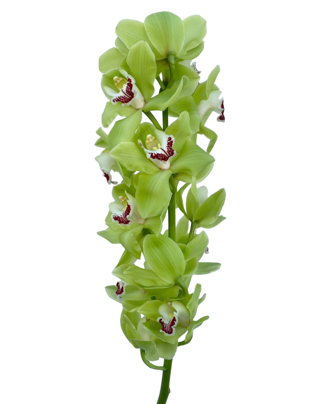 Cymbidium Orchid Large, Single Stem - Choose Your Color