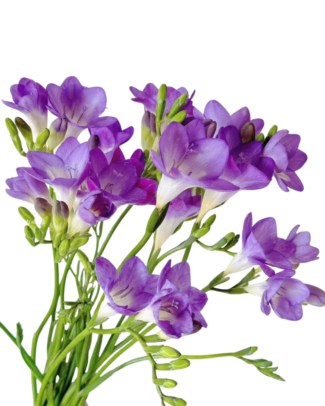 Freesia, 10 stems - Choose Your Color