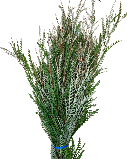 Grevillia Foliage, 10 stems