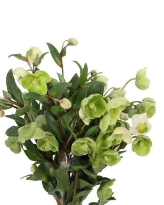 Heleborus Winterbells, 10 stems