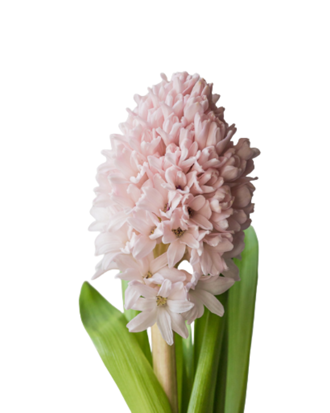 Hyacinth, 10 stems - Choose Your Color