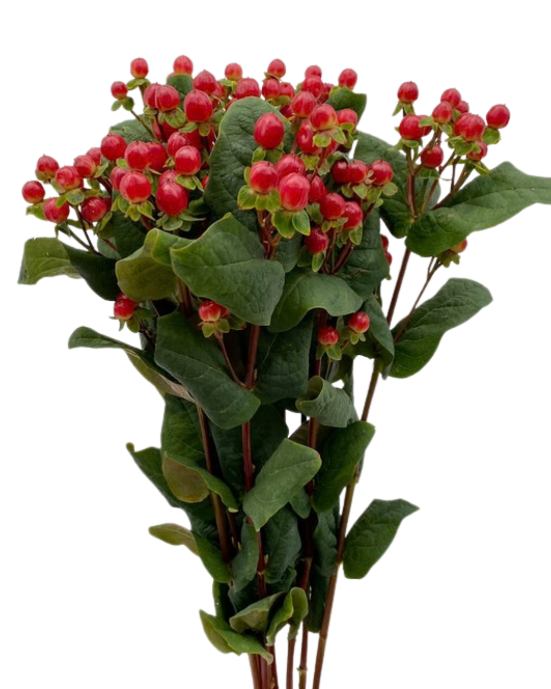 Hypericum Berries, 10 stems - Choose Your Color