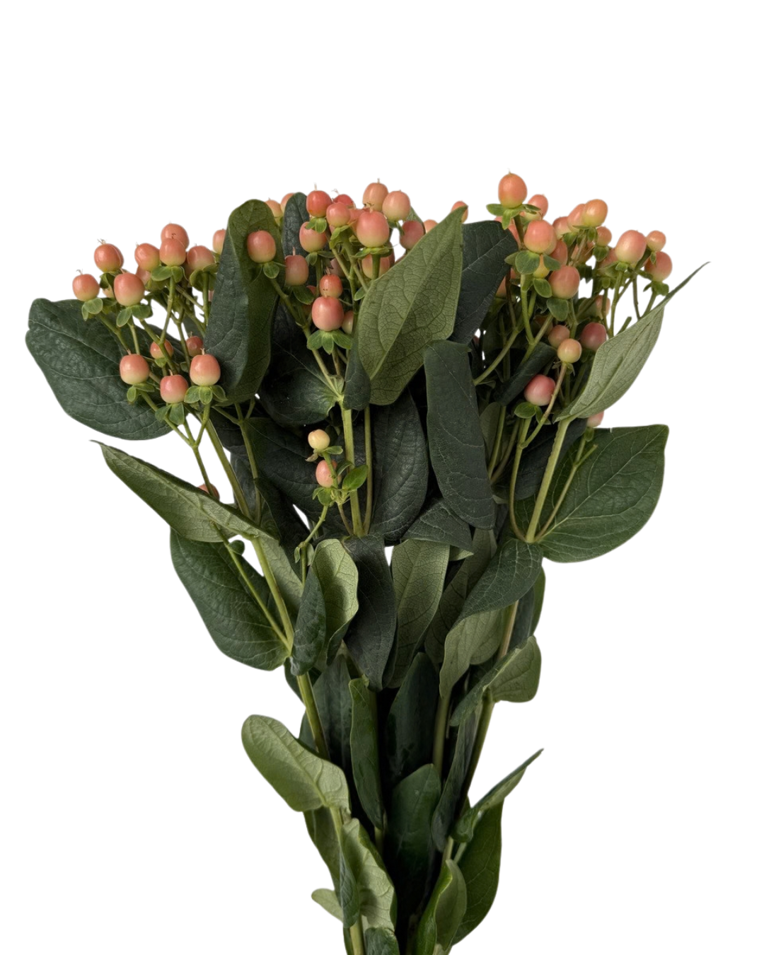 Hypericum Berries, 10 stems - Choose Your Color