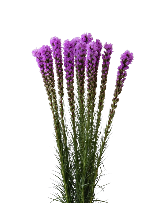 Liatris Purple, 10 stems