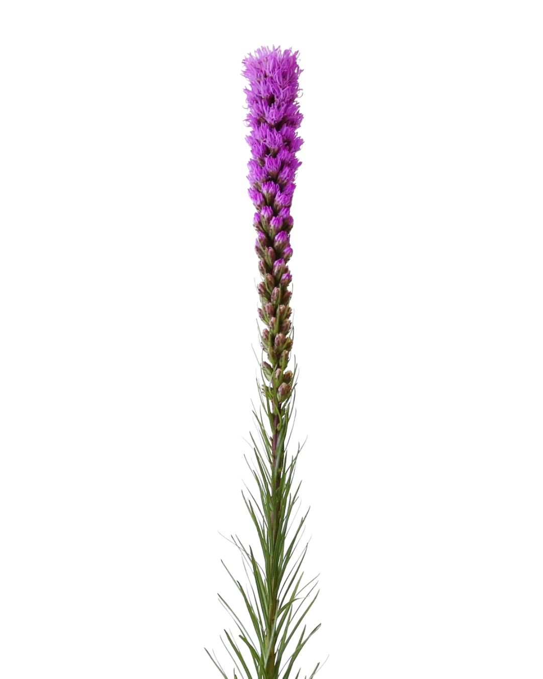 Liatris Purple, 10 stems