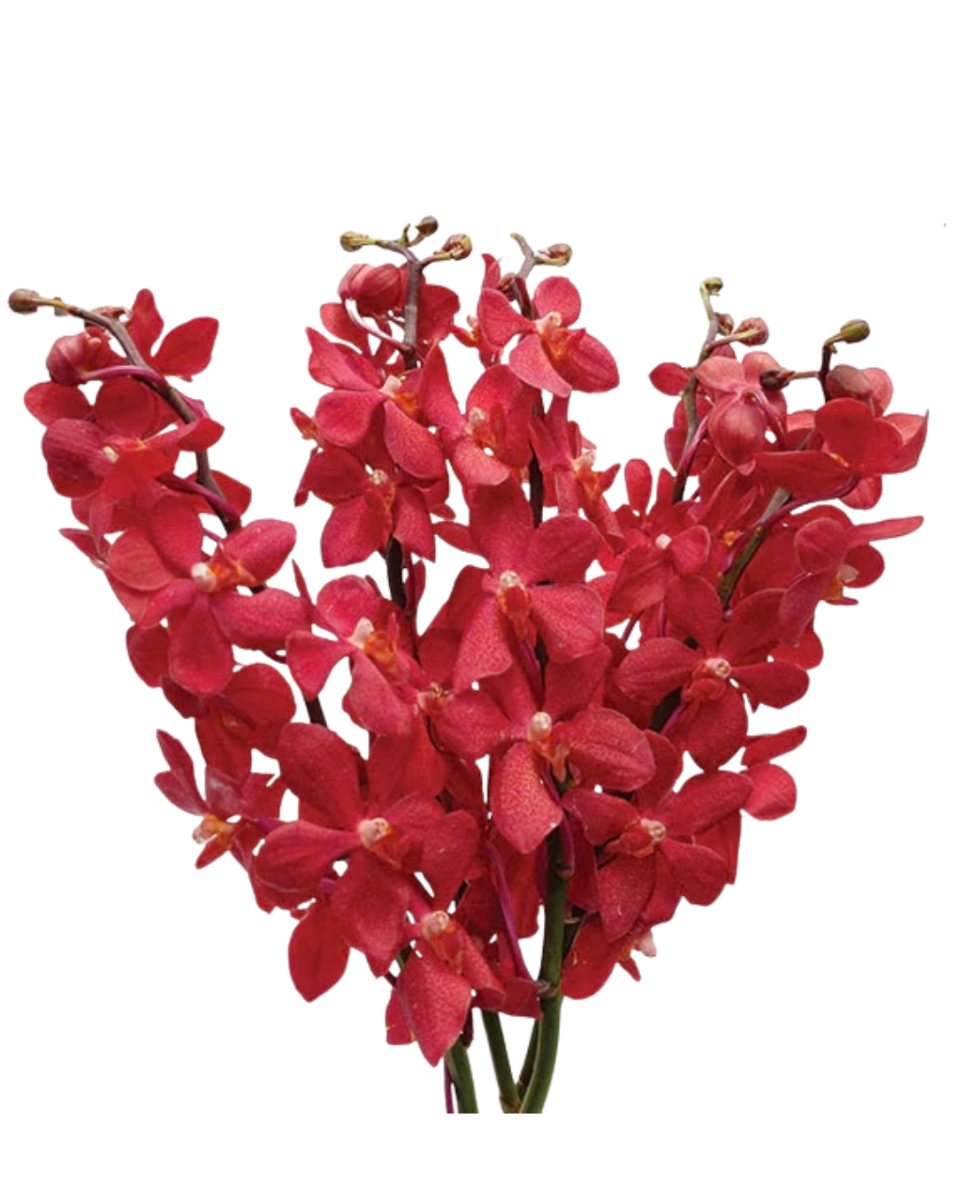Mokara Orchids, 5 stems - Choose Your Color