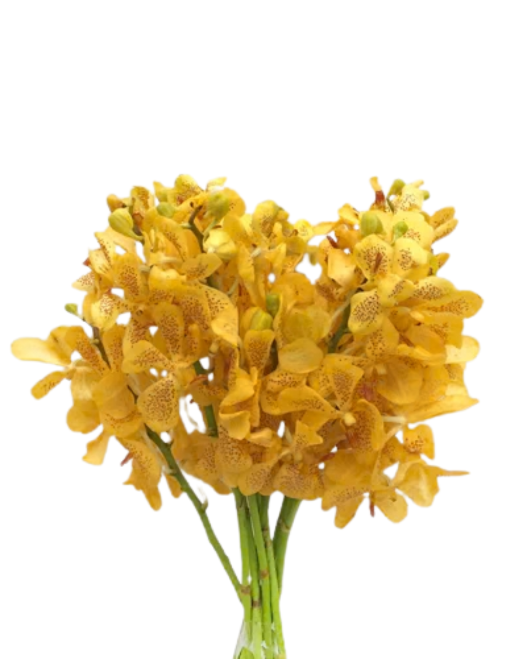 Mokara Orchids, 5 stems - Choose Your Color
