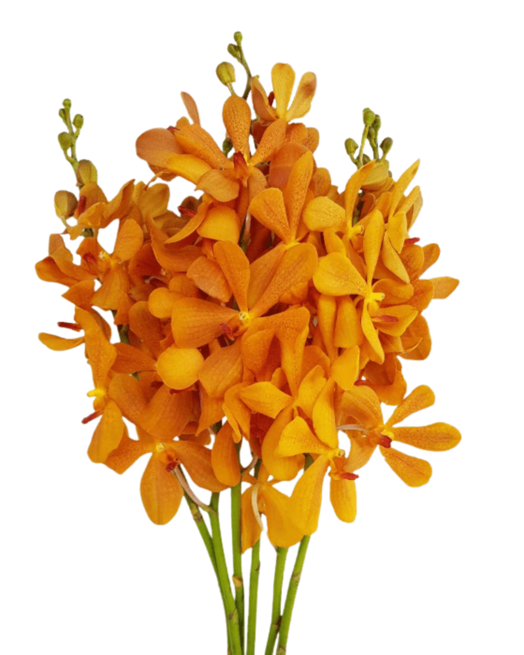 Mokara Orchids, 5 stems - Choose Your Color