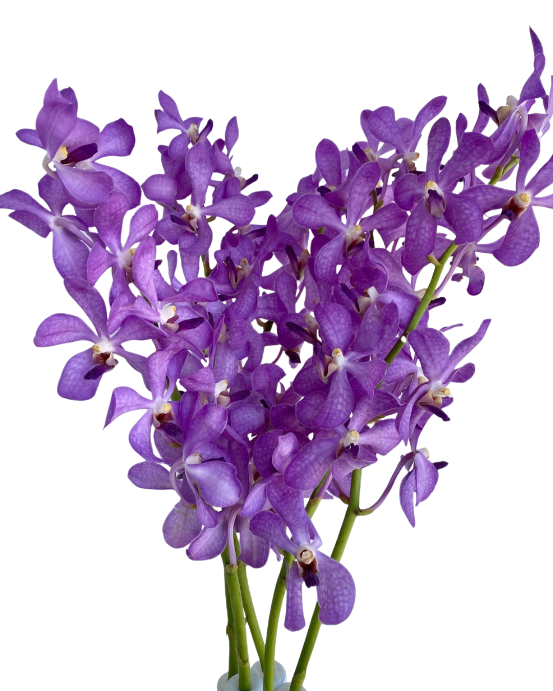 Mokara Orchids, 5 stems - Choose Your Color