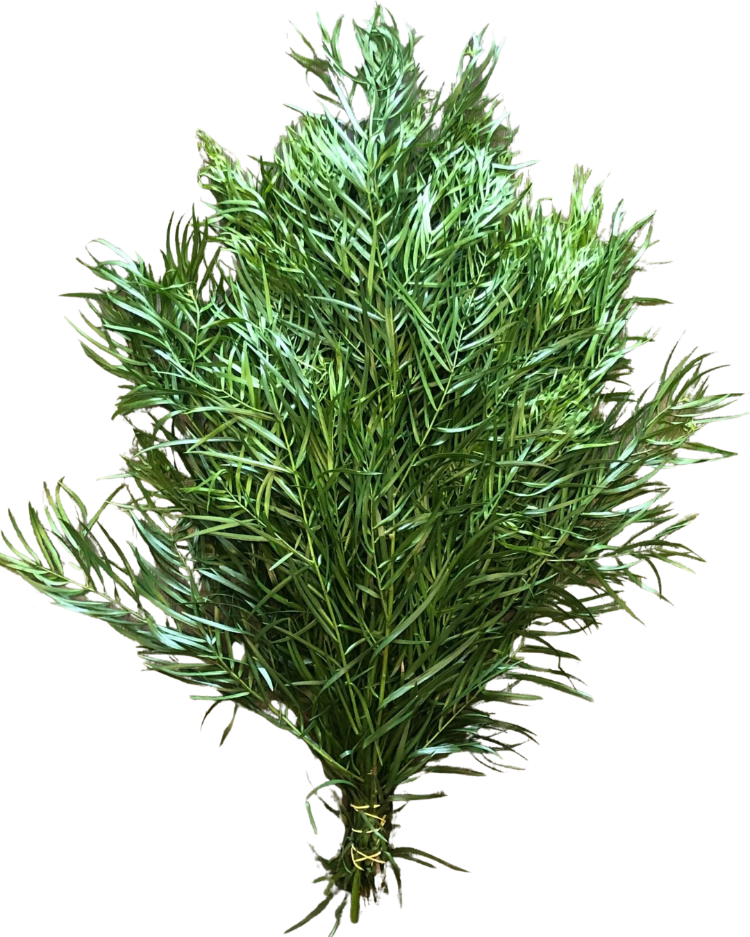 Weeping Podocarpus, bunch