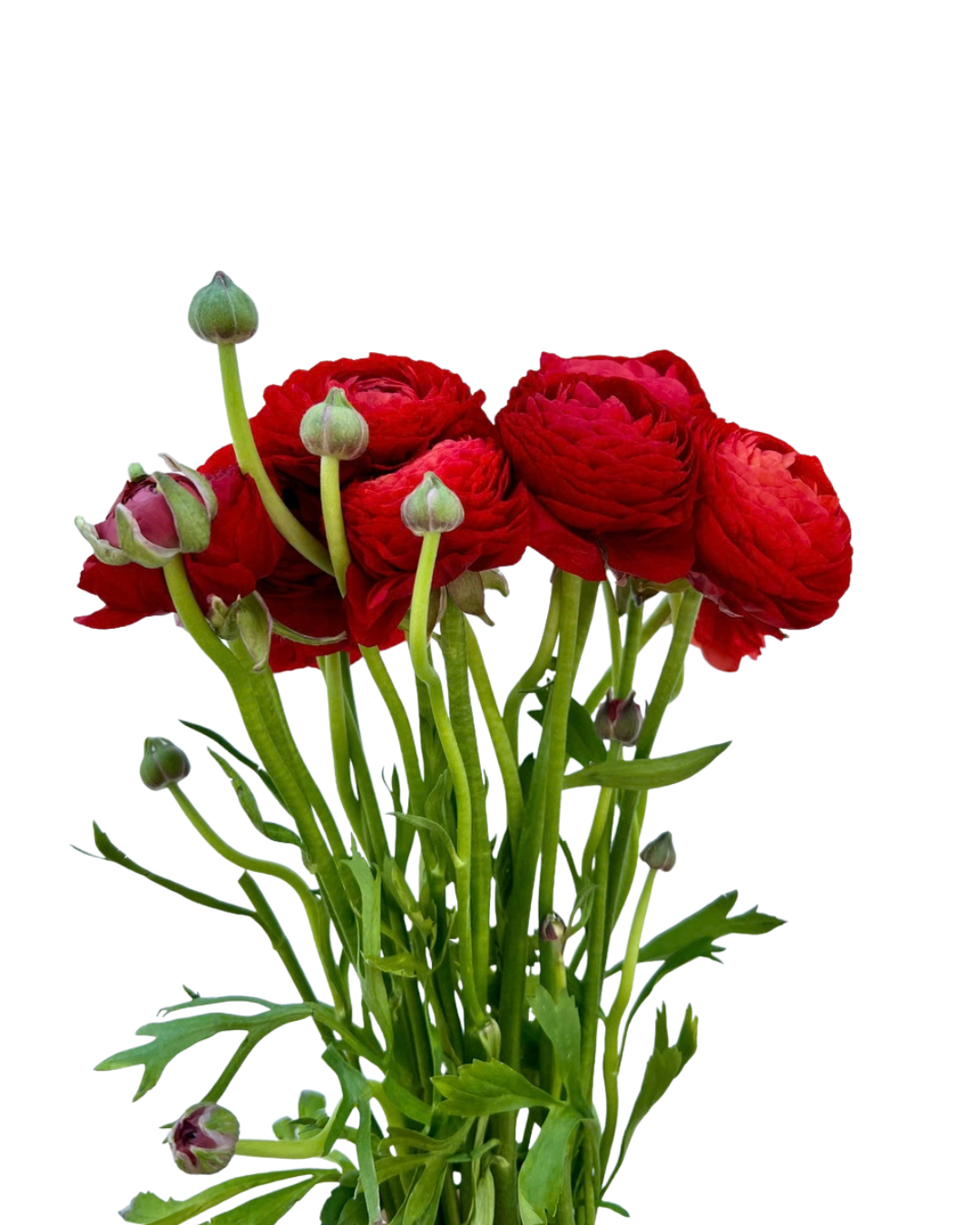 Ranunculus, 10 stems - Choose Your Color