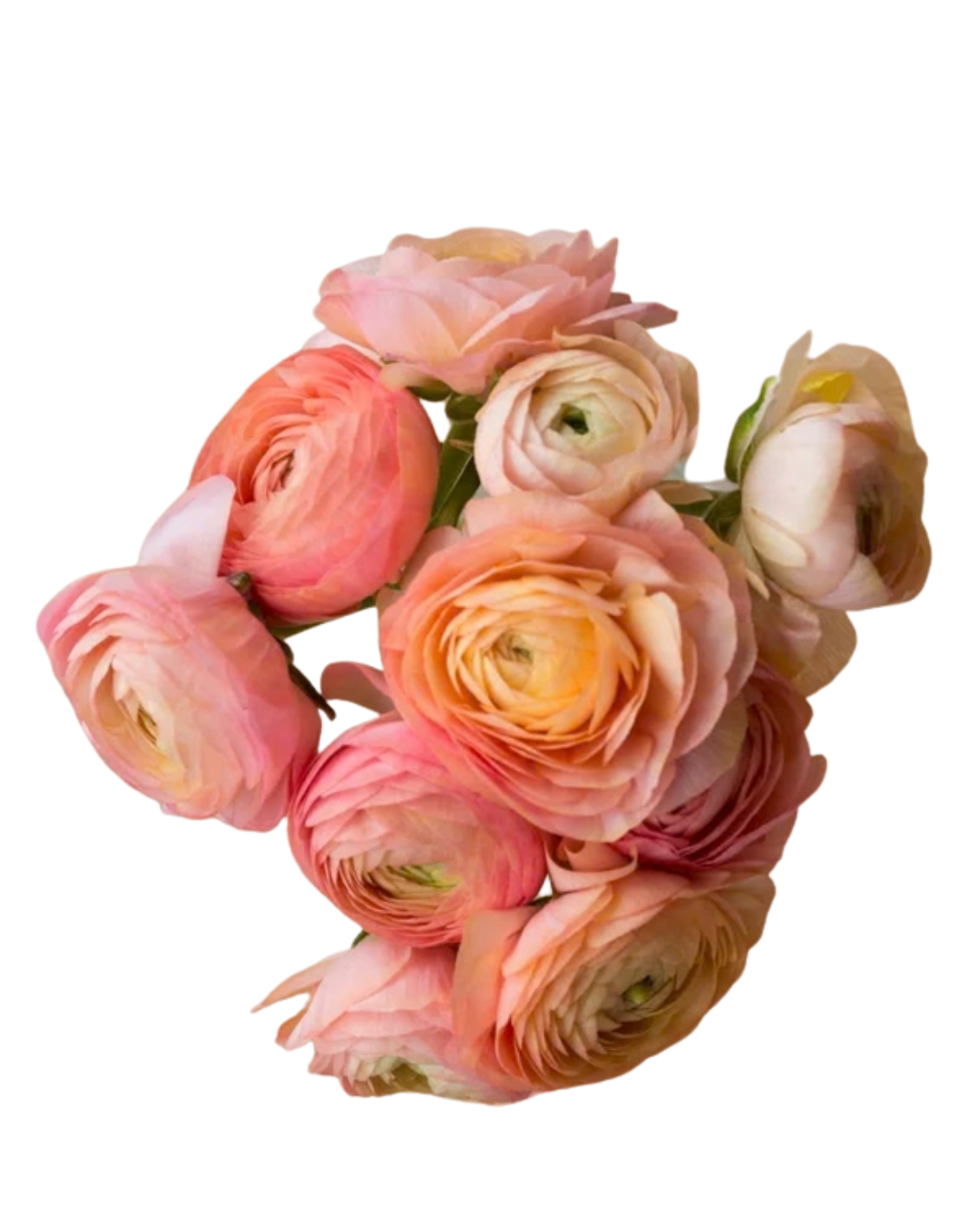 Ranunculus, 10 stems - Choose Your Color