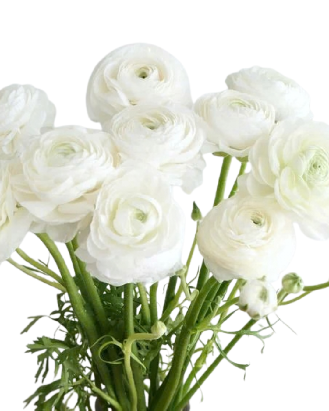 Ranunculus, 10 stems - Choose Your Color