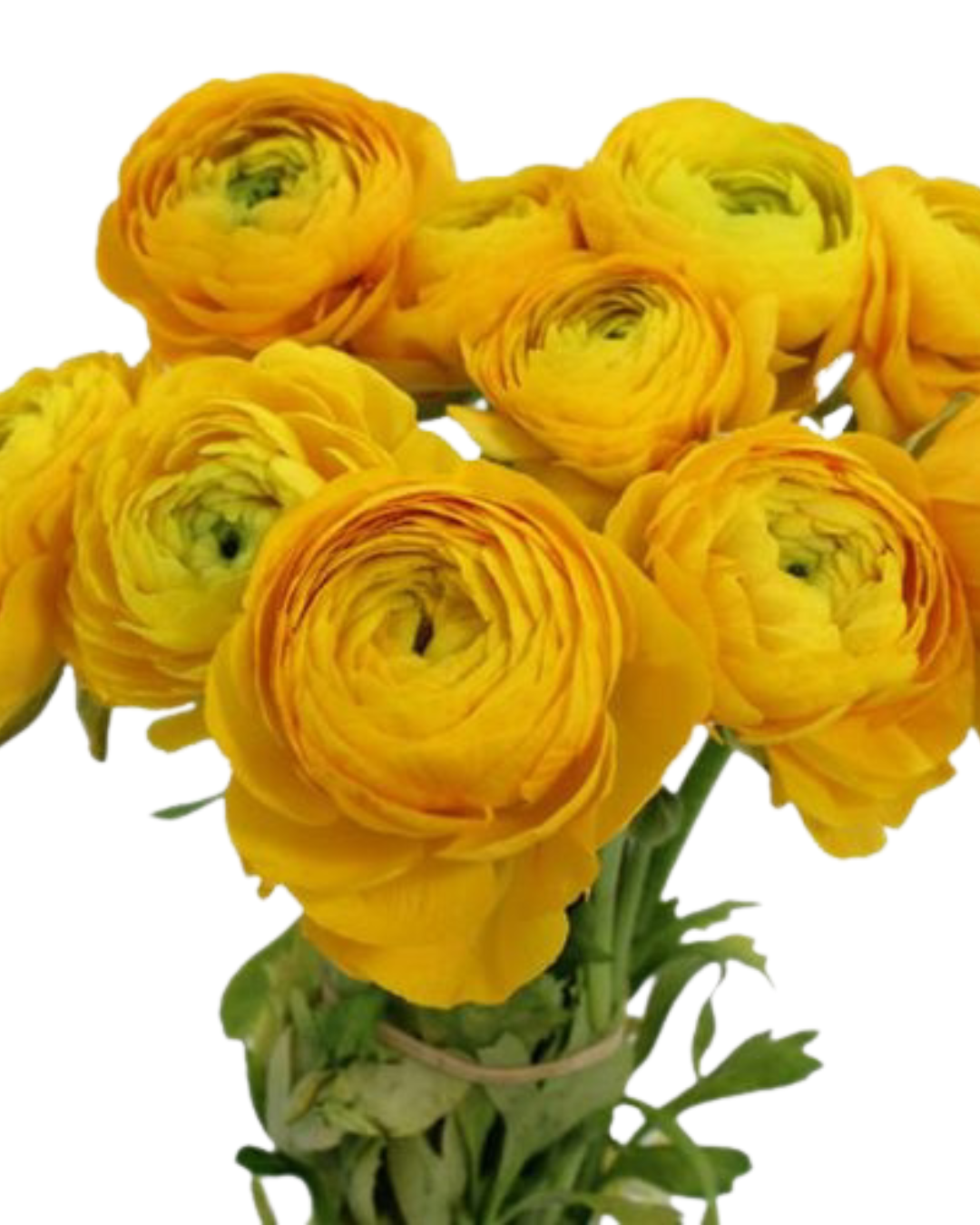 Ranunculus, 10 stems - Choose Your Color