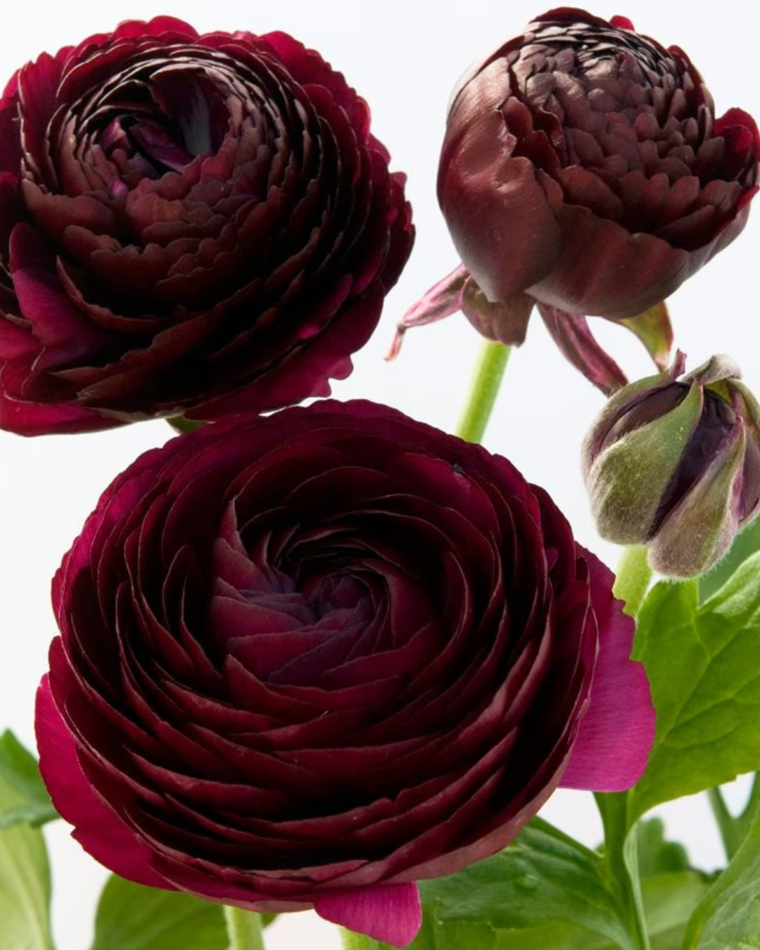 Ranunculus, 10 stems - Choose Your Color
