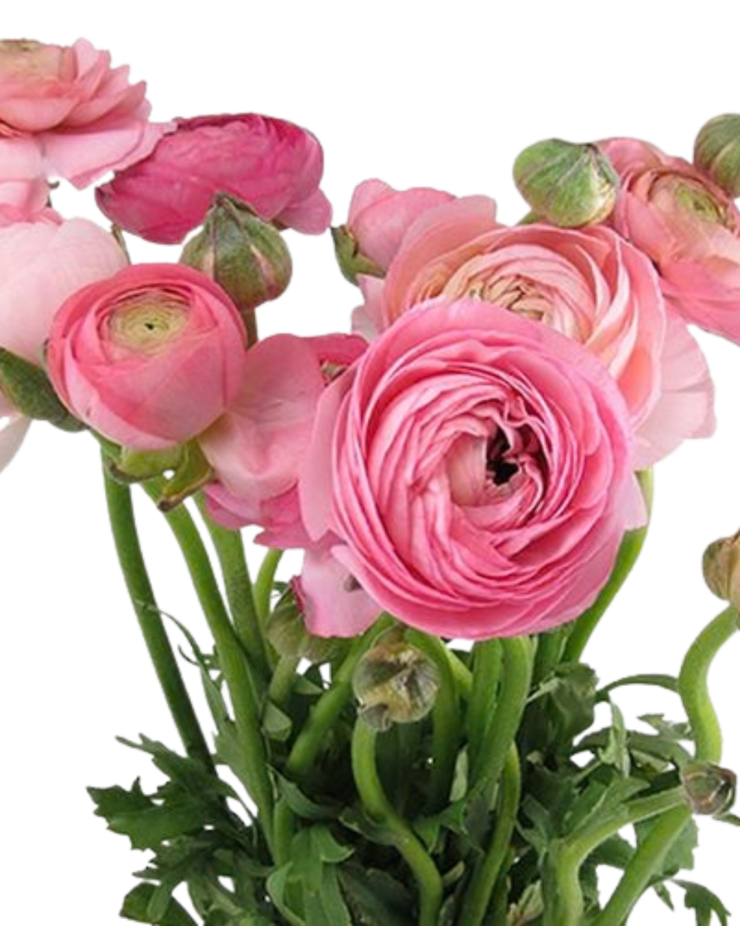 Ranunculus, 10 stems - Choose Your Color