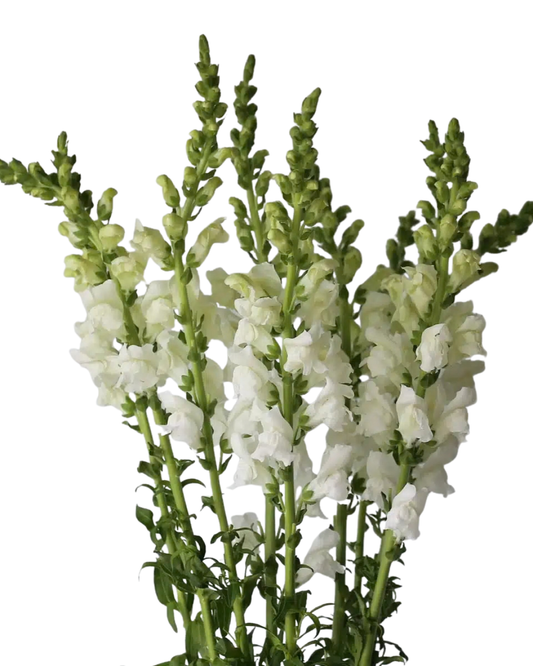 Snapdragons, 10 stems - Choose Your Color