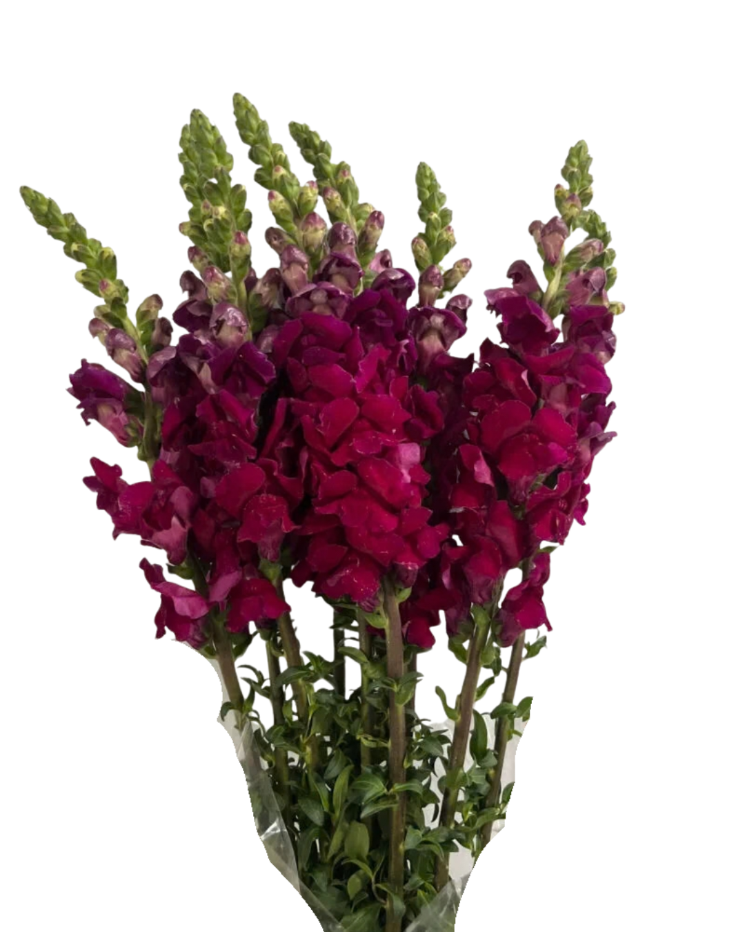 Snapdragons, 10 stems - Choose Your Color