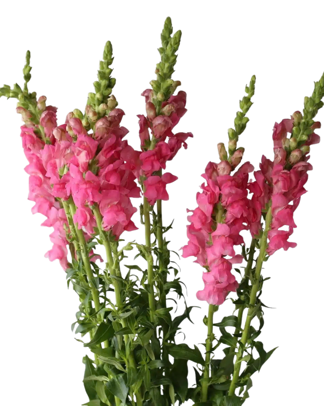 Snapdragons, 10 stems - Choose Your Color