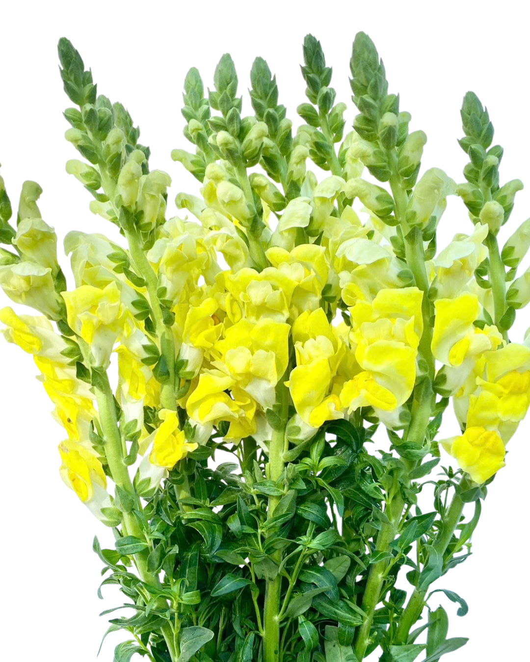Snapdragons, 10 stems - Choose Your Color