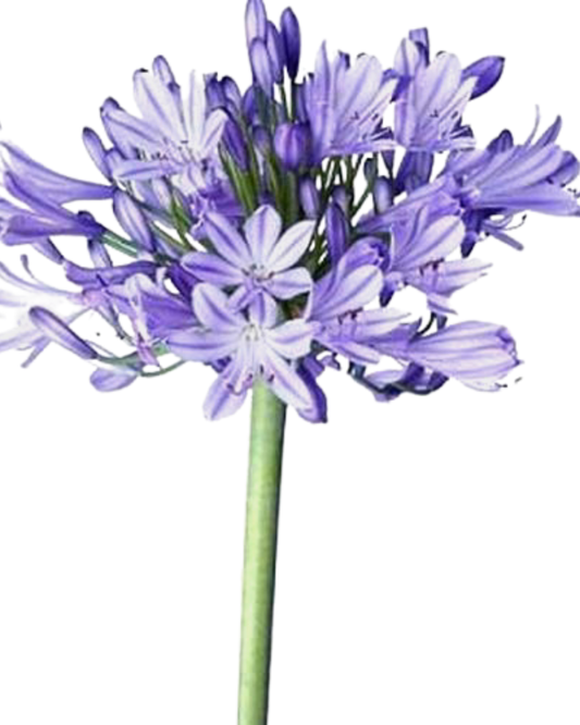 Agapanthus Blue, 10 stems