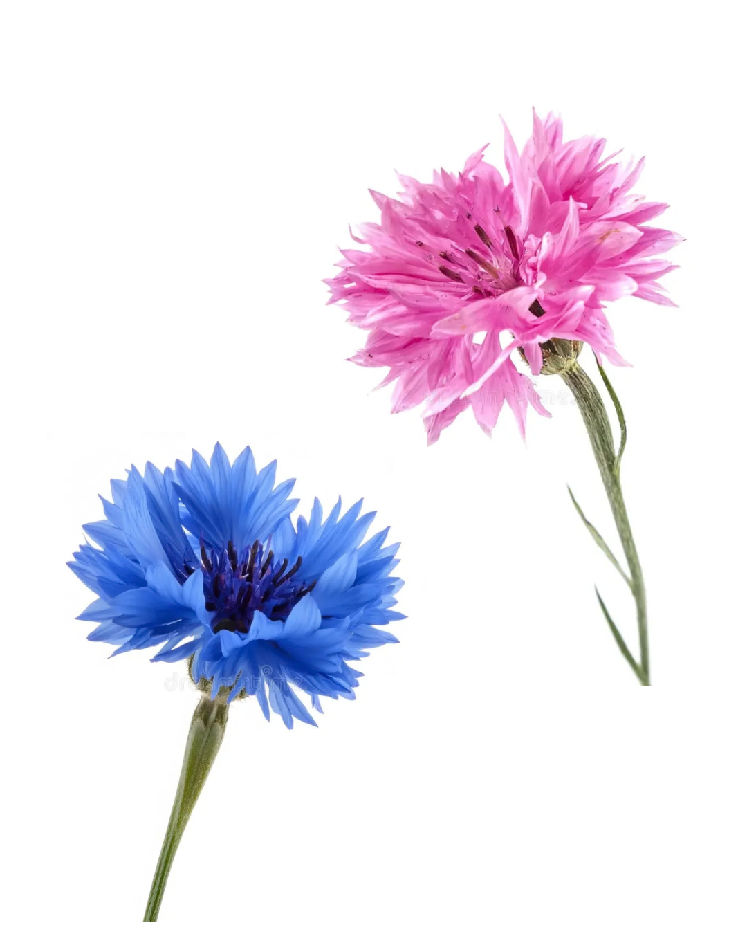Cornflower, 10 stems - Choose Your Color