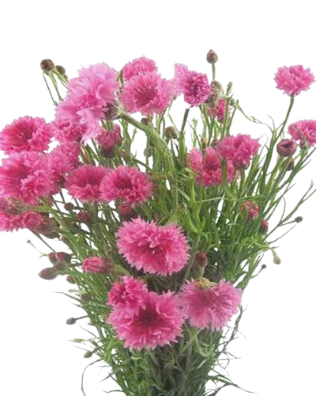 Cornflower, 10 stems - Choose Your Color