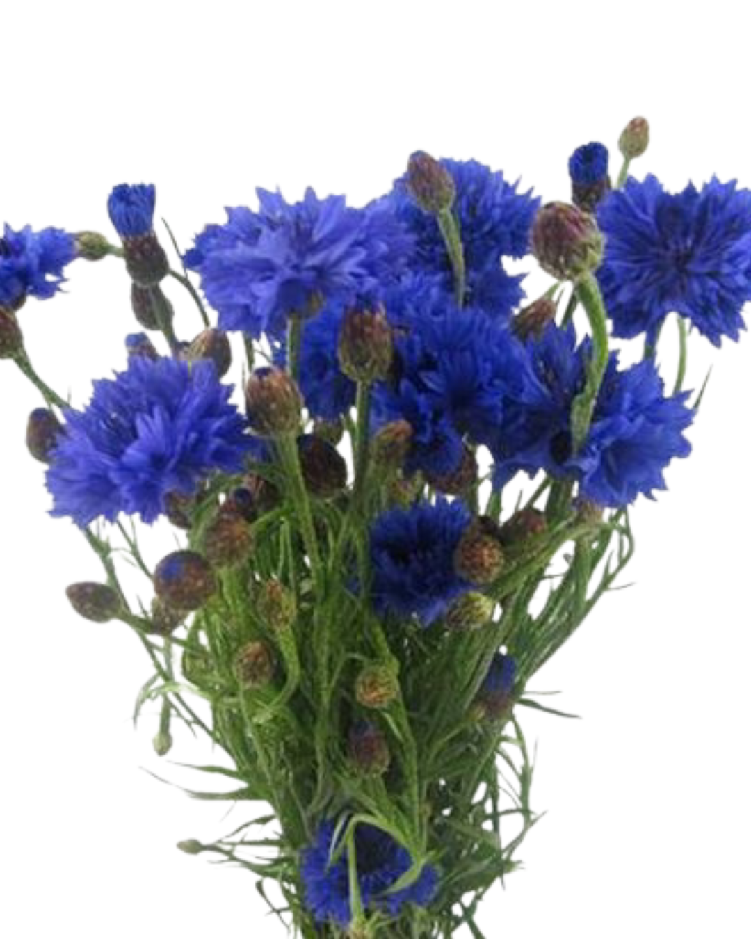 Cornflower, 10 stems - Choose Your Color