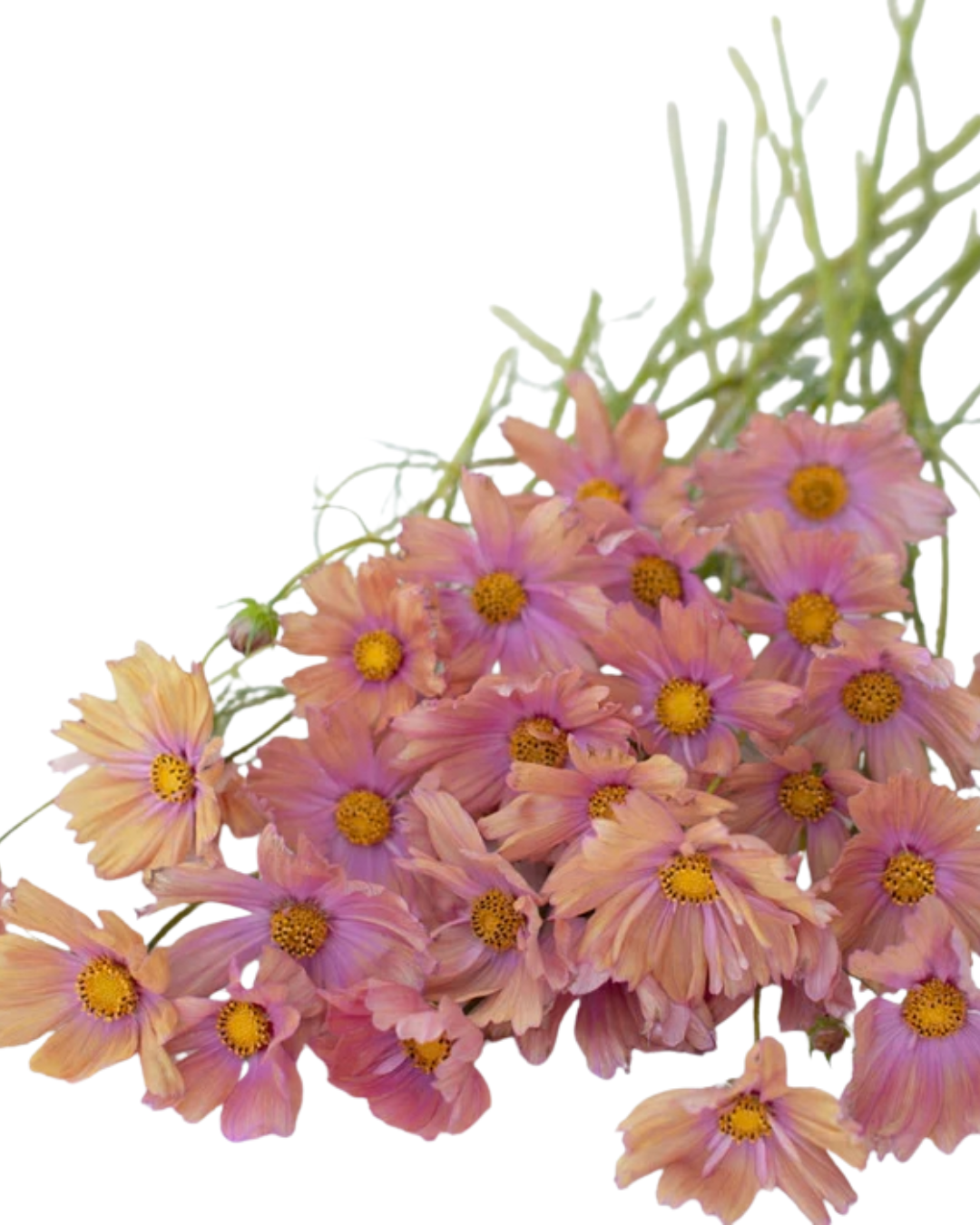 Cosmos, Bunch - Choose Your Color