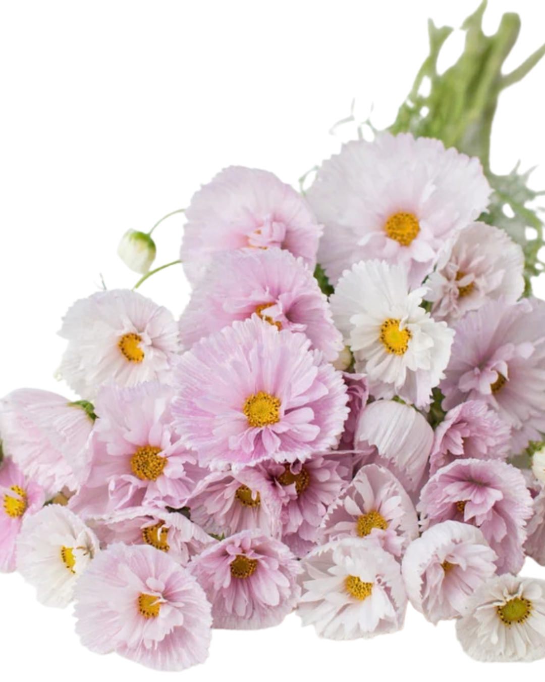 Cosmos, Bunch - Choose Your Color