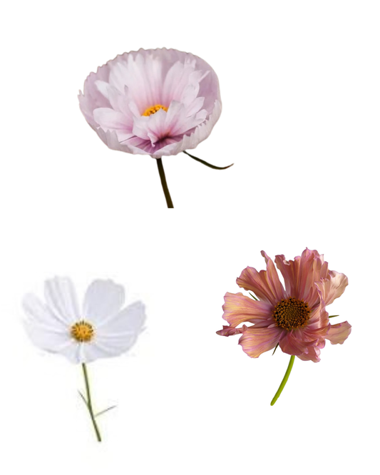 Cosmos, Bunch - Choose Your Color